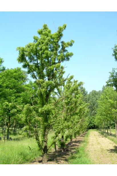 Робиния лжеакация Тортуоза